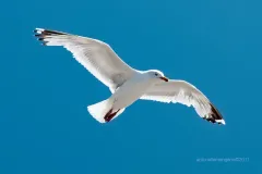 Bretagne-seagull-