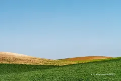 Sicily-wheat-field-