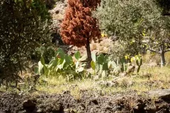 Messina-nature-trees-
